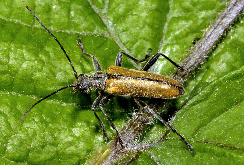 Cerambycidae: Cortodera humeralis